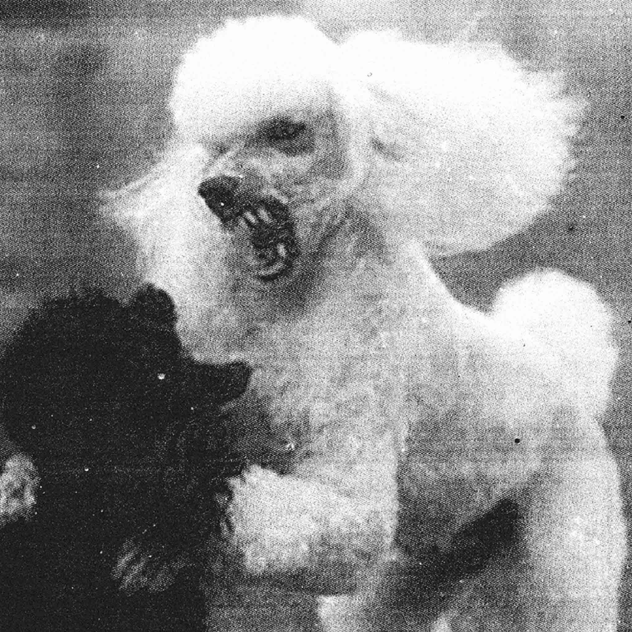 Former War Poodle Tee Black T Shirt